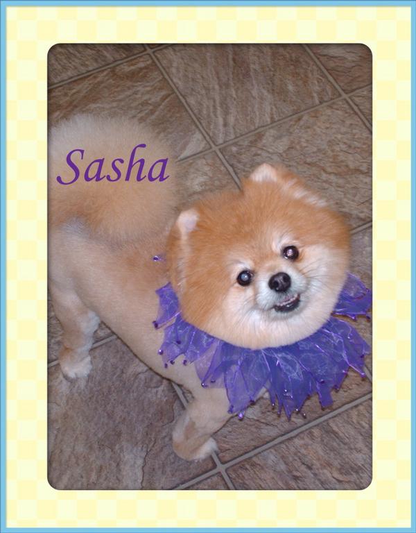 Elite Pet Grooming Mastic NY 11950 6313993500 Dog Grooming